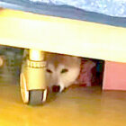 柴犬,YouTube