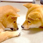 柴犬,YouTube