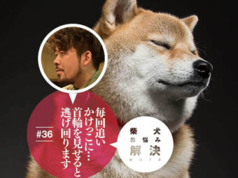 柴犬,お悩み相談