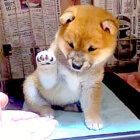 柴犬,YouTube