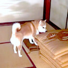 柴犬,YouTube