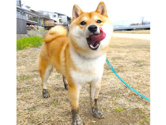 柴犬,Instagram