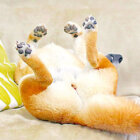 柴犬,Instagram