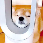 柴犬,Instagram