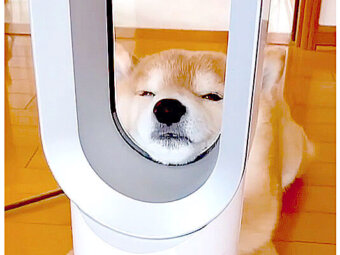 柴犬,Instagram