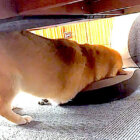柴犬,動画,イッヌドットライフ