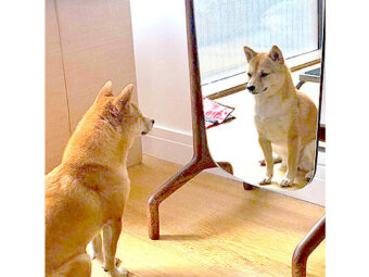 柴犬,YouTube