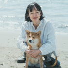 柴犬,モデル,kiki,鎌倉