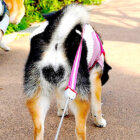 柴犬,Instagram,Twitter