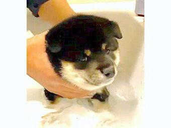 柴犬,YouTube