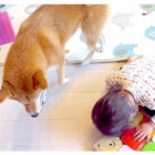 柴犬,YouTube