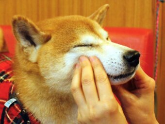 柴犬