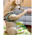 柴犬,Instagram