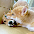 柴犬,Instagram,Twitter