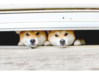柴犬,YouTube
