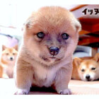 柴犬,動画,イッヌドットライフ