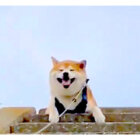 柴犬,YouTube
