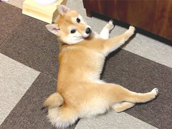 柴犬,YouTube
