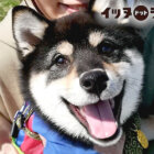 柴犬,動画,イッヌドットライフ