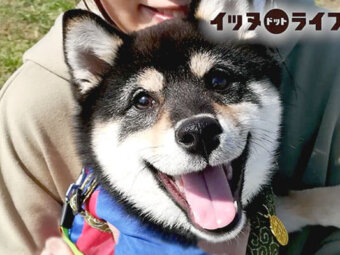 柴犬,動画,イッヌドットライフ