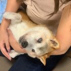 柴犬