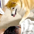 柴犬,YouTube
