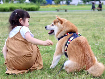 柴犬,Instagram