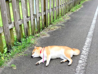 柴犬,Instagram