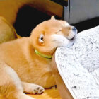 柴犬,YouTube
