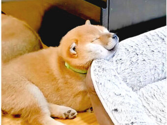 柴犬,YouTube