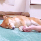 柴犬,YouTube