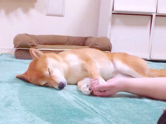 柴犬,YouTube