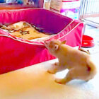 柴犬,動画,イッヌドットライフ