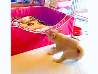 柴犬,動画,イッヌドットライフ