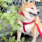 柴犬,YouTube