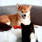 柴犬,YouTube