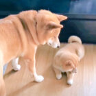柴犬,YouTube
