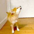 柴犬,YouTube
