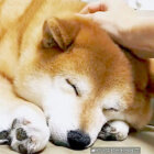 柴犬,動画,イッヌドットライフ
