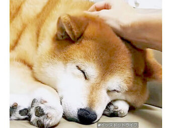 柴犬,動画,イッヌドットライフ
