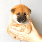 柴犬,Twitter