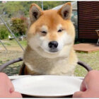 柴犬,YouTube
