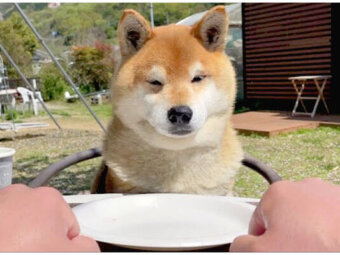 柴犬,YouTube