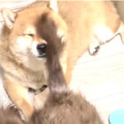 柴犬,Instagram