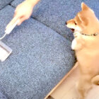 柴犬,YouTube