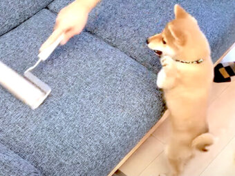 柴犬,YouTube