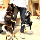 柴犬,Instagram