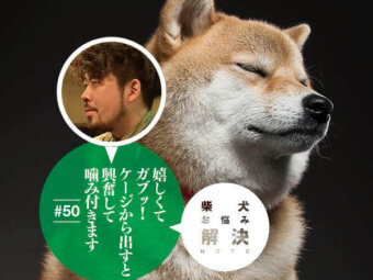 柴犬,小野洋平,お悩み解決