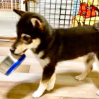 柴犬,YouTube