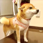 柴犬,YouTube